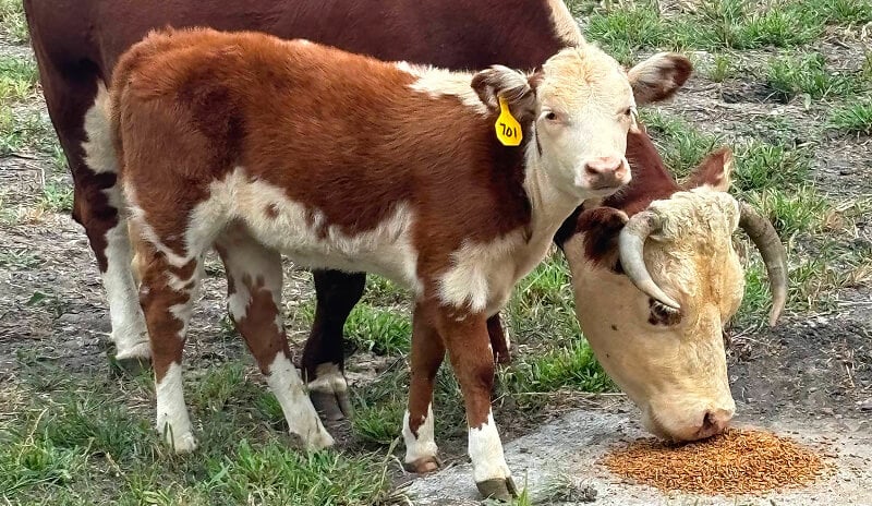 Cattle